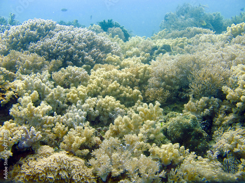 Soft corals underwater