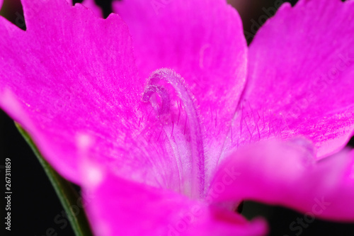 pink dianthus flower closeup