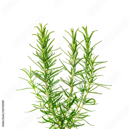 Fototapeta Naklejka Na Ścianę i Meble -  Rosemary or Rosmarinus Herbs Plants Isolated on white background. Selective focus.