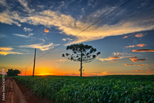 Sunset in Cascavel Parana - Araucaria and soybean plantation. Pinheiro do Paraná.