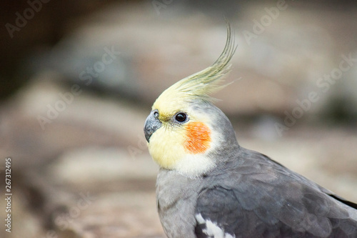Close up of a Cockatiel © Rob D