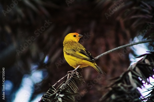 Sicalis Flaveola pelzelni (canário-da-terra) photo