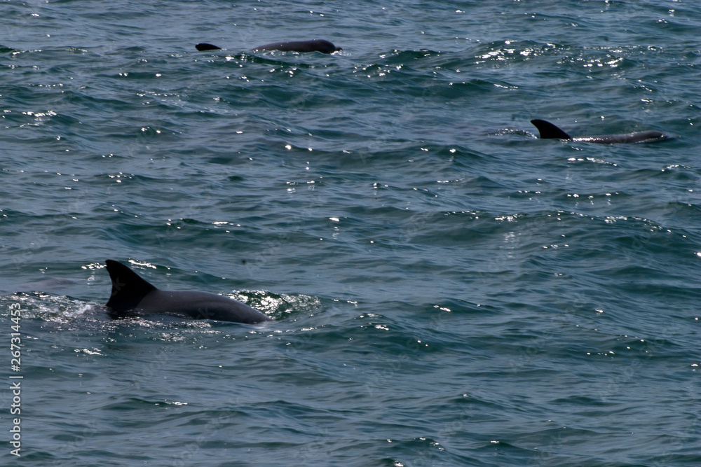Fototapeta premium dolphin in blue water