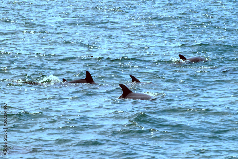 Naklejka premium dolphin in water
