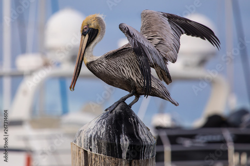 American Brown Pelican, Marina