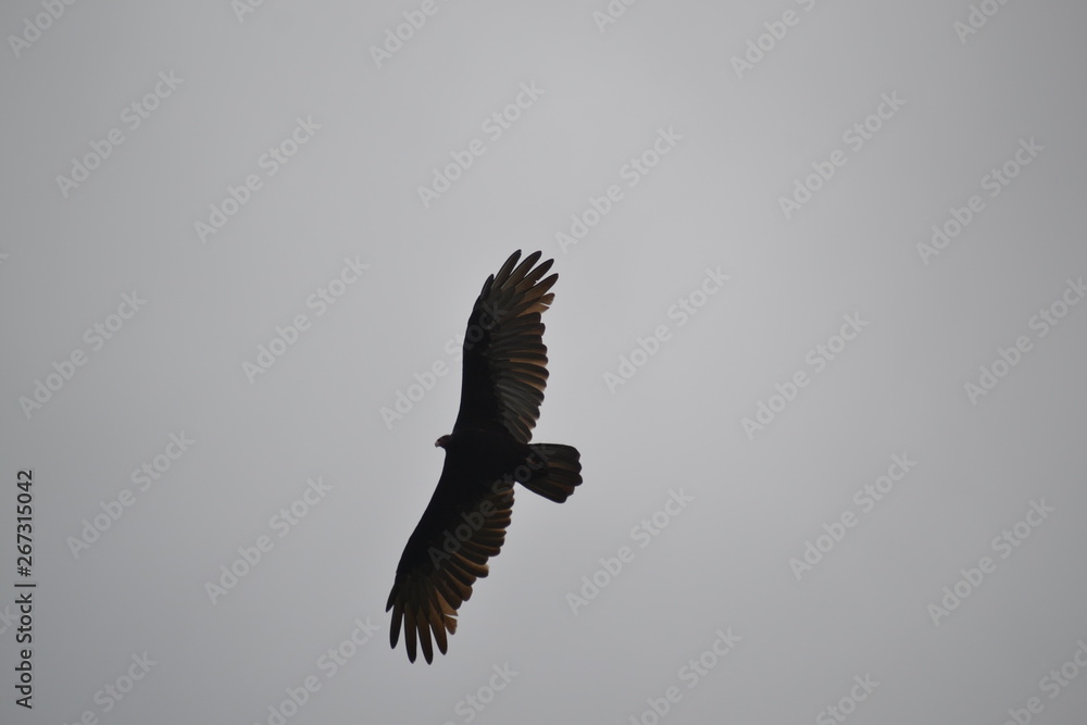 Obraz premium eagle in flight