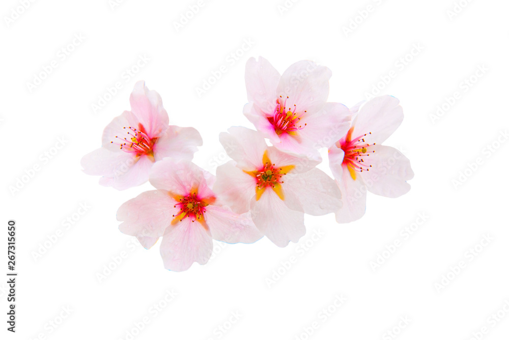 beautiful cherry blossom, sakura flowers isolated on white background .