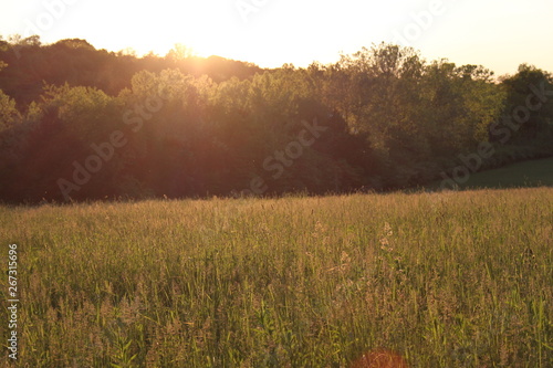 Rye Grass at Sunset 2019