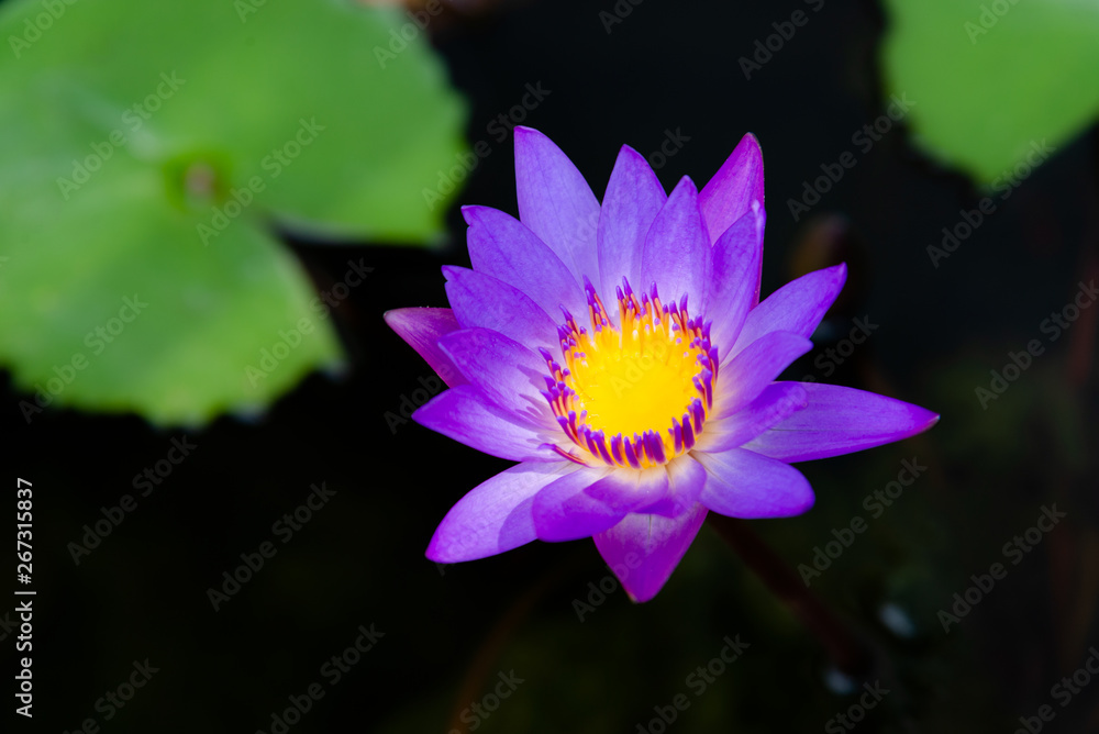 Close up of violet lotus flower or water lily with green leaves in the garden. Close up of violet lotus flower or water lily with green leaves in the garden.