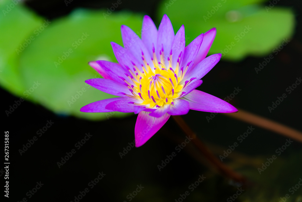 Close up of violet lotus flower or water lily with green leaves in the garden. Close up of violet lotus flower or water lily with green leaves in the garden.
