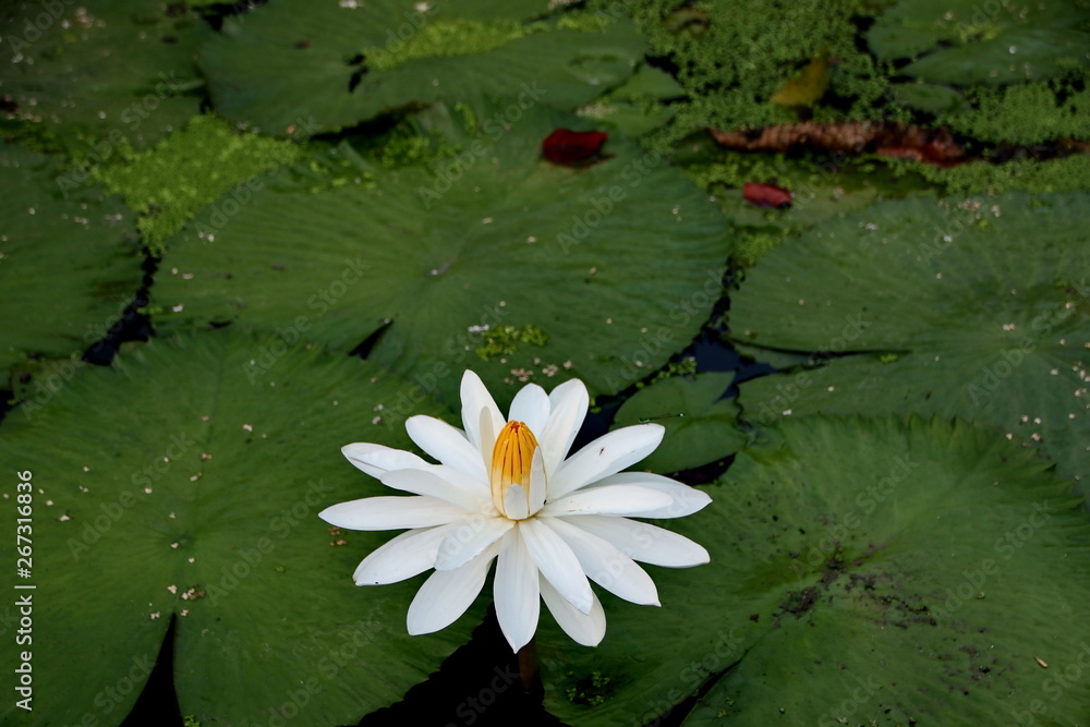 the beauty of lotus flowers on a sunny morning, in a stream of water in Banjarmasin, South Kalimantan Indonesia the beauty of lotus flowers on a sunny morning, in a stream of water in Banjarmasin, South Kalimantan Indonesia