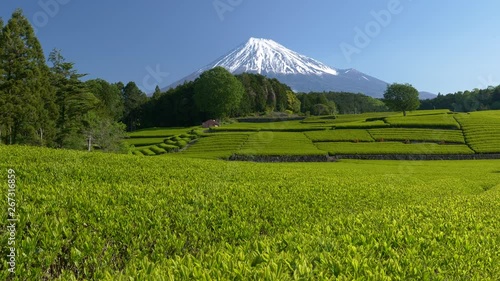 富士山と新茶の茶畑, 静岡県富士市の大渕笹場