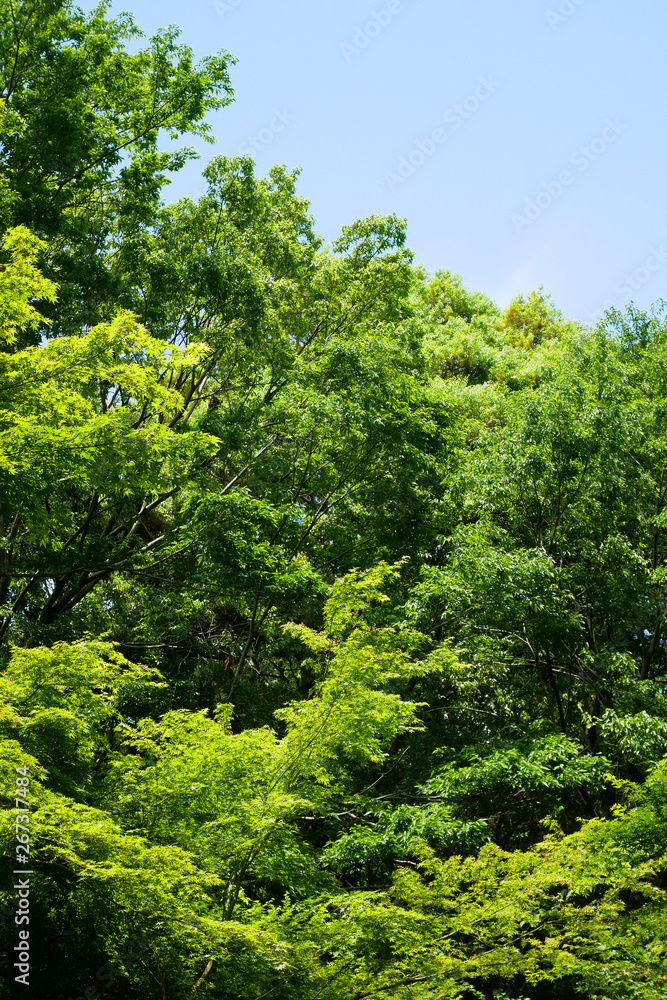 Fototapeta premium 鮮やかな新緑