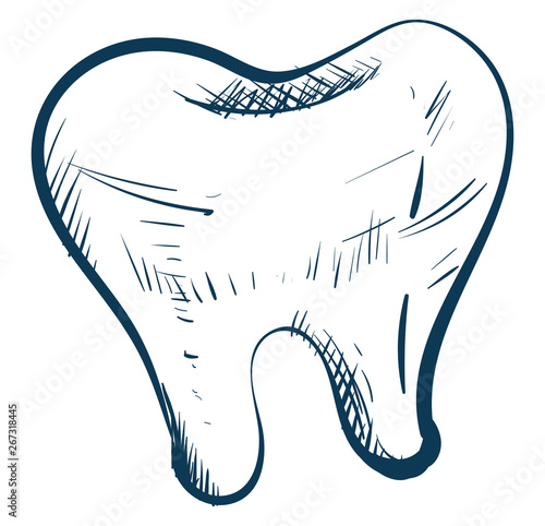 Sketch drawing of a white tooth , vector or color illustration photo