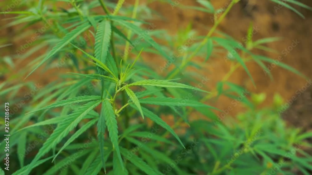 Close up of marijuana bush leaves in the wild. Flat plane. High angle shot. Blurred effects Close up of marijuana bush leaves in the wild. Flat plane. High angle shot. Blurred effects