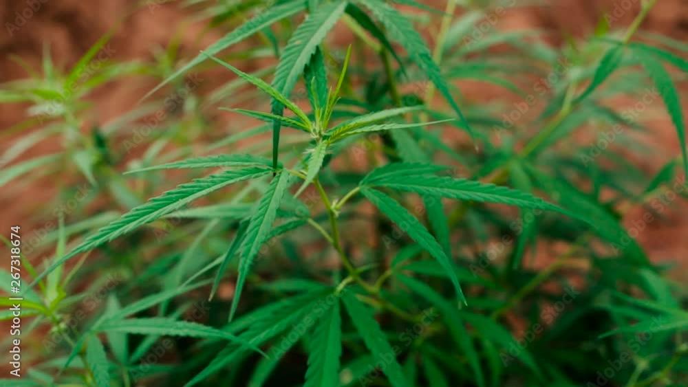 Detail of the leaves of a marijuana bush swaying in the wind. Flat plane. High angle shot. Blurred effects Detail of the leaves of a marijuana bush swaying in the wind. Flat plane. High angle shot. Blurred effects