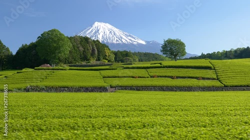 富士山と新茶の茶畑, 静岡県富士市大渕笹場
