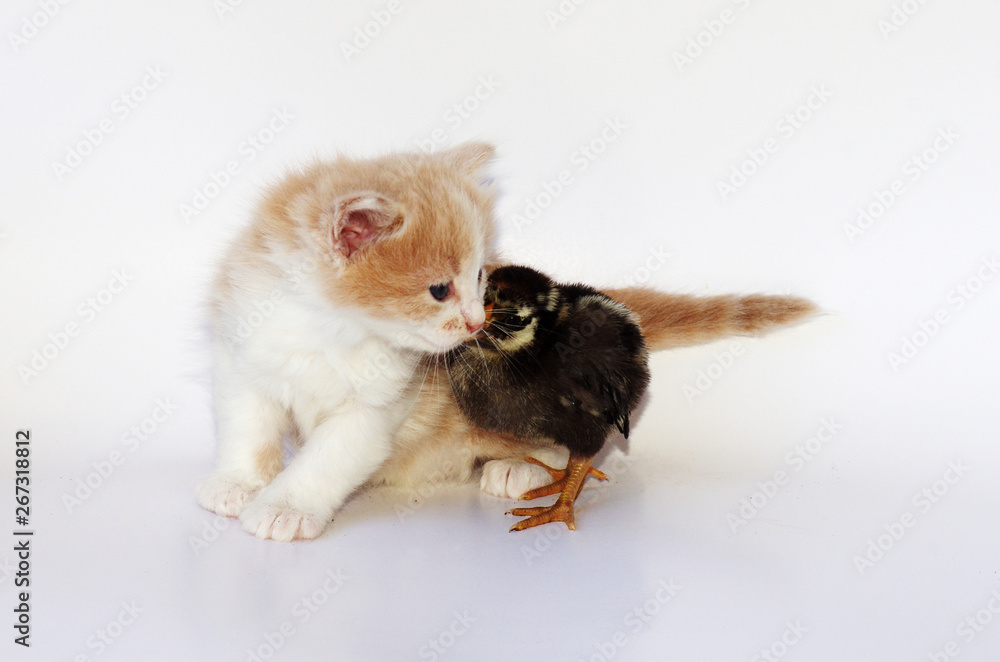 Orange Kitten with Black Chick isolated on white Orange Kitten with Black Chick isolated on white