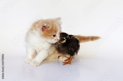Orange Kitten with Black Chick isolated on white