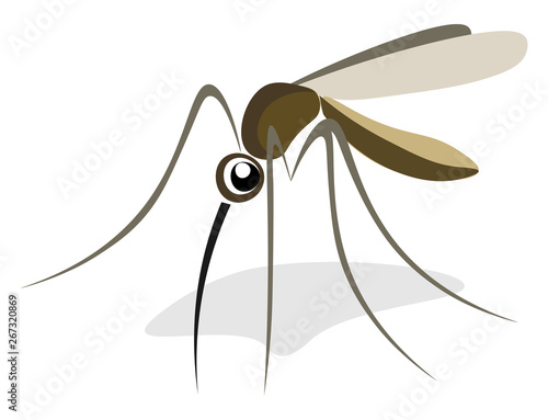Mosquito, vector or color illustration.