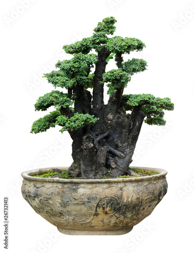 Bonsai trees in old pots isolated on white