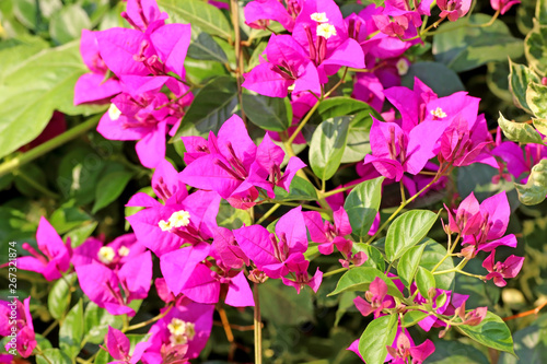 pink blooming bougainvillea flowers in the garden