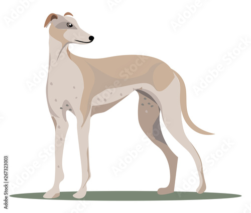 Grey hound, vector or color illustration.