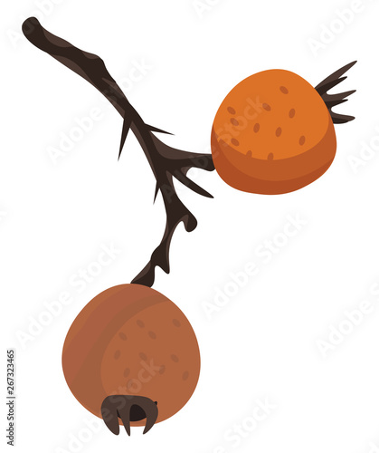 A small medlare tree, vector or color illustration.