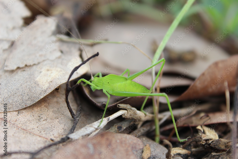 Green insects on brown leaves Green insects on brown leaves