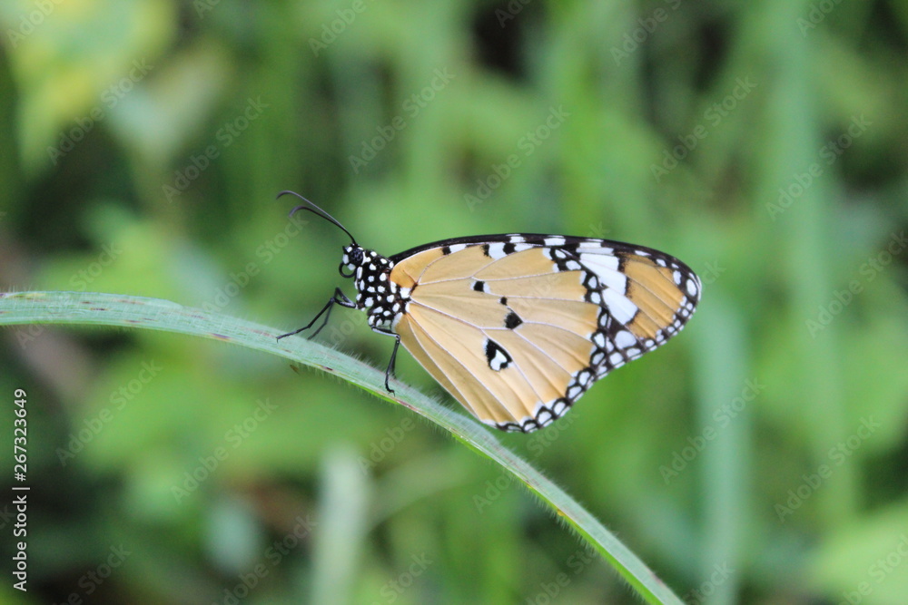 Fototapeta premium Brown butterflies are on green leaves