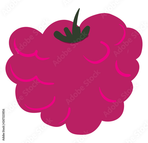 Raspberries, vector or color illustration.