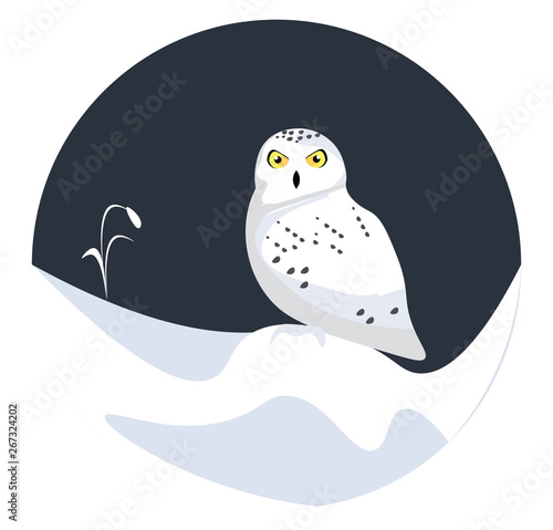 Snow owl, vector or color illustration.