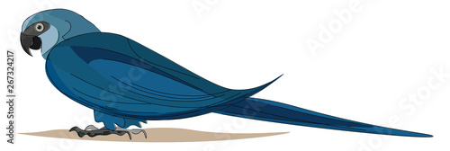 Spix macaw, vector or color illustration.