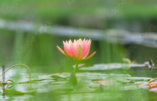 Pink Water Lilies on the lake
