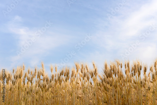 日本の風景,麦畑