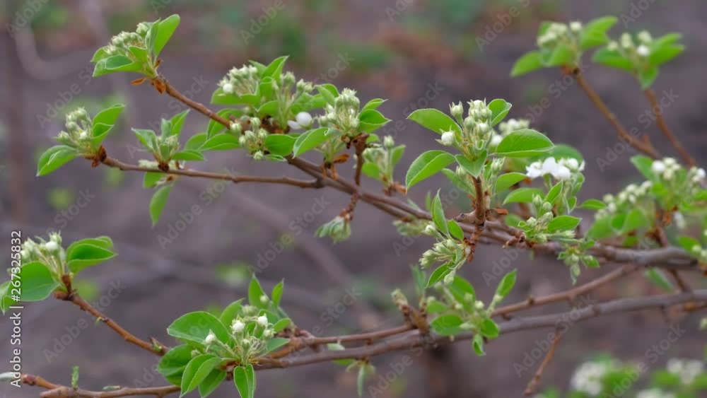 4k uhd- blooming Apple trees in garden. Close-up footage. 4k uhd- blooming Apple trees in garden. Close-up footage.