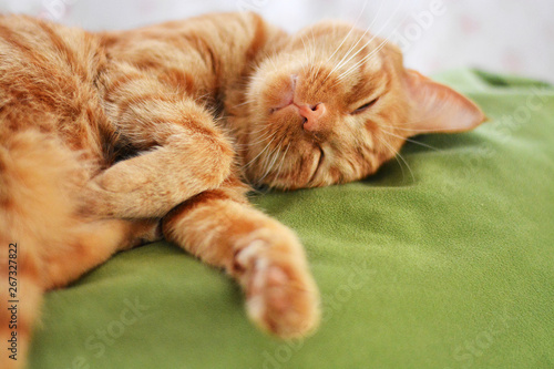 Red beautiful cat lies with closed eyes on a green sofa and sleeps in front of a bright window