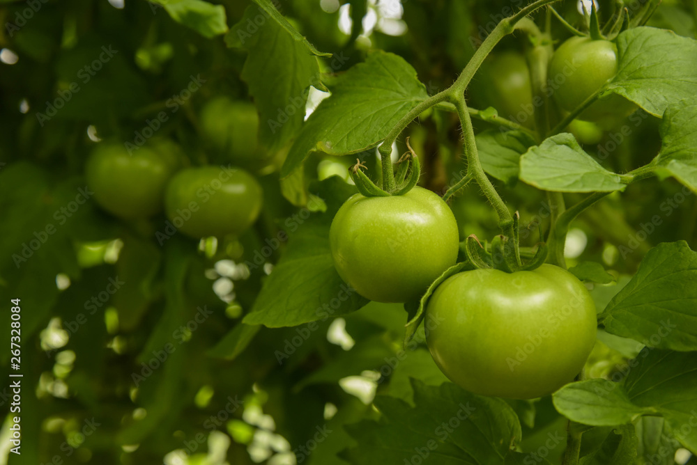 Tomato plants in greenhouse. Green tomatoes plantation. Organic farming, young tomato plants growth in greenhouse. eco product. Tomato plants in greenhouse. Green tomatoes plantation. Organic farming, young tomato plants growth in greenhouse. eco product.