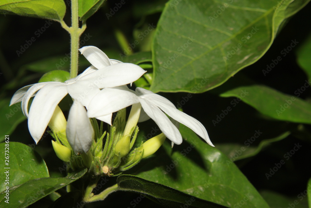 Obraz premium White color Jasmine flowers blooming in garden