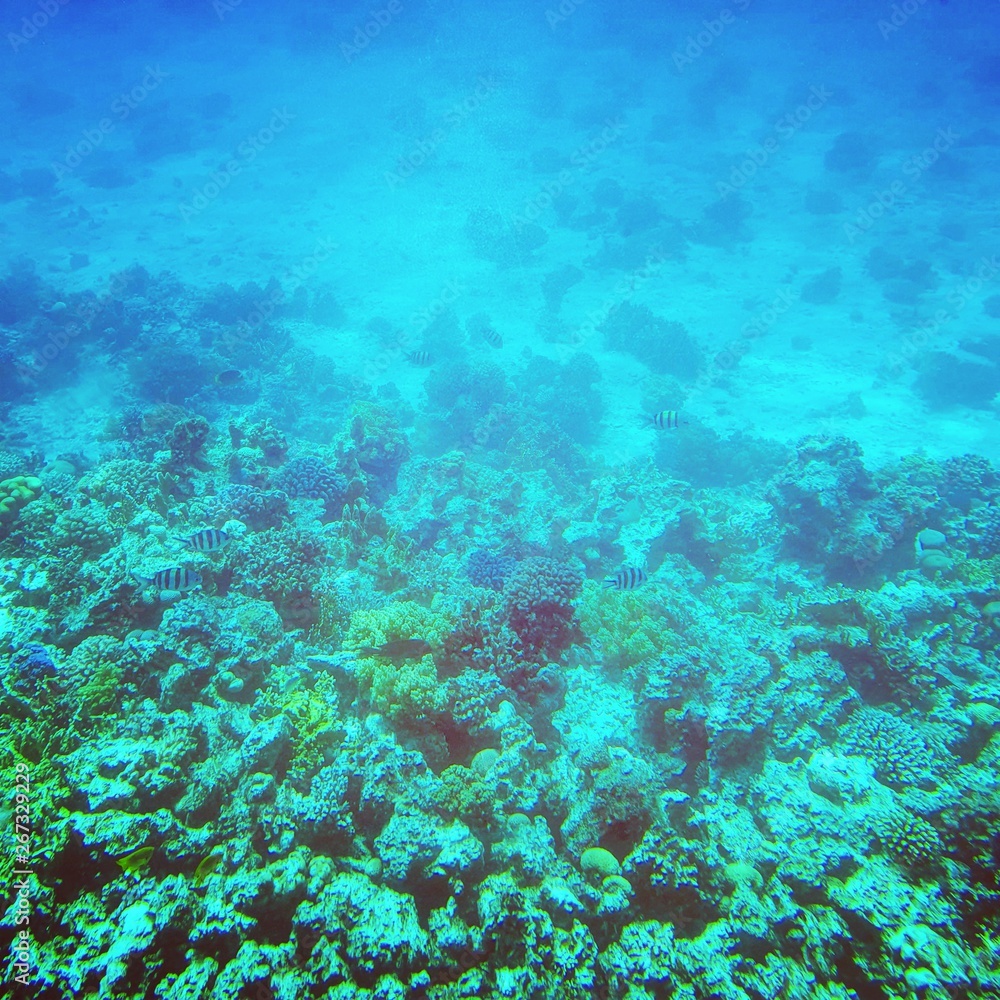 Naklejka premium coral reef in sea