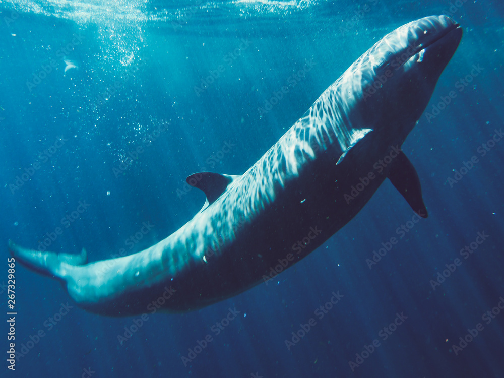 Naklejka premium White whale