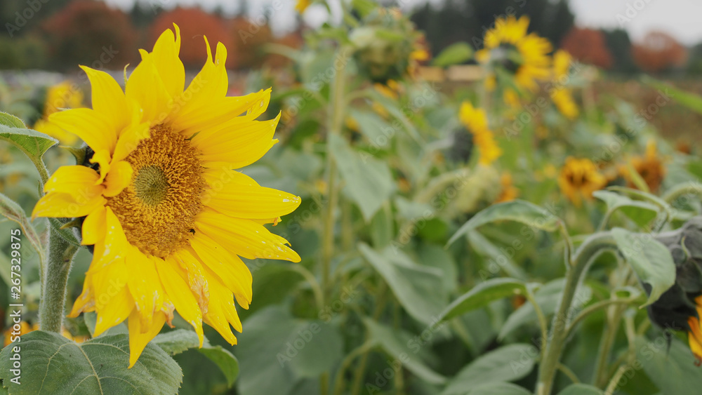 Naklejka premium Sunflowers