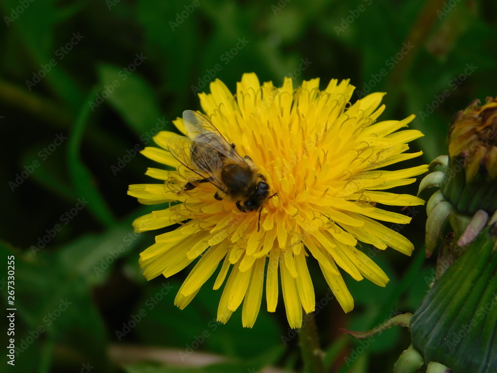 wasp sits on a yellow dandelion wasp sits on a yellow dandelion