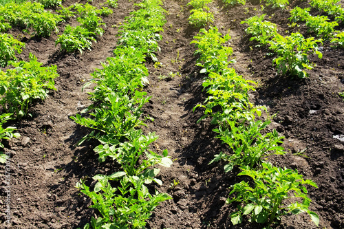 Green potato bushes in a summer sunny field. Cultivation of vegetables.