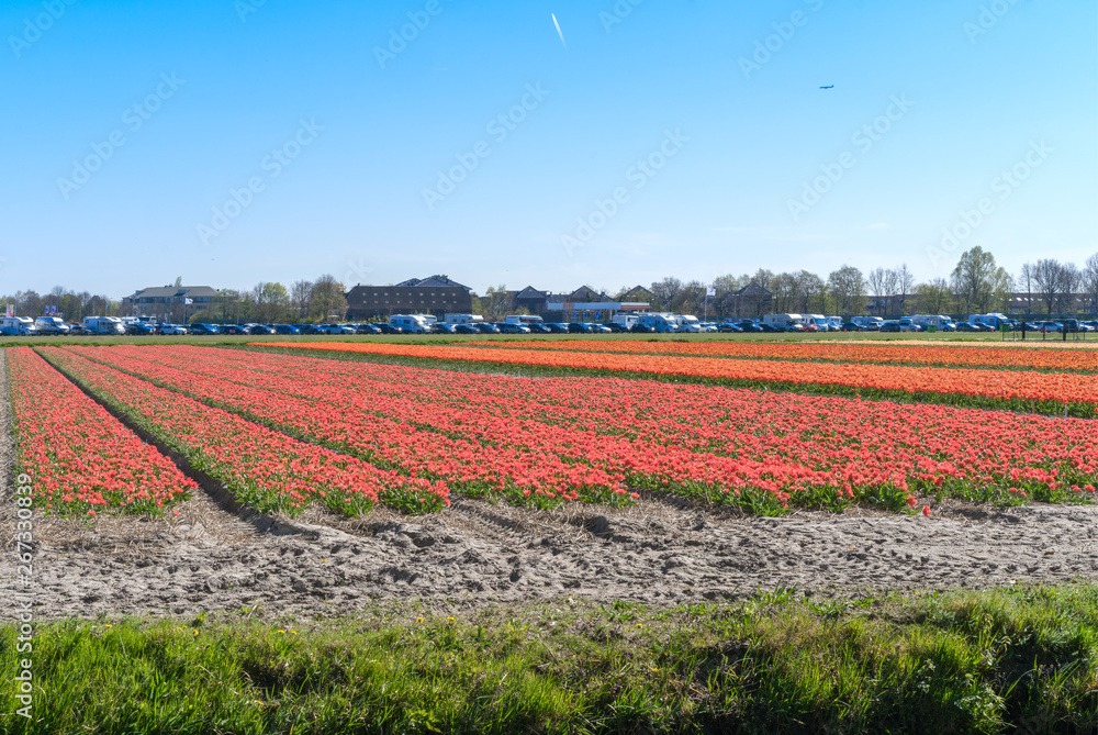Blue sky and tulip field