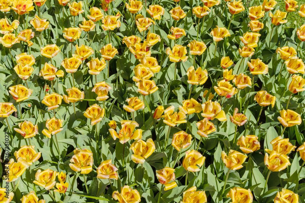 Yellow tulips on a sunny day.