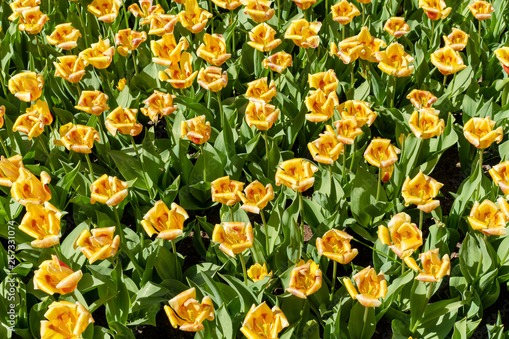 Yellow tulips on a sunny day.