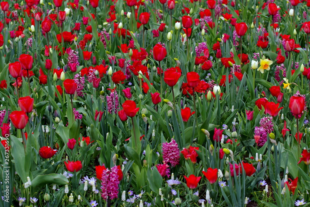 Meadow full of colorful tulips and other flowers
