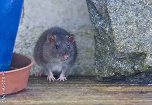 Young Brown Rat, (Rattus norvegicus), Penzance, Cornwall, England, UK.