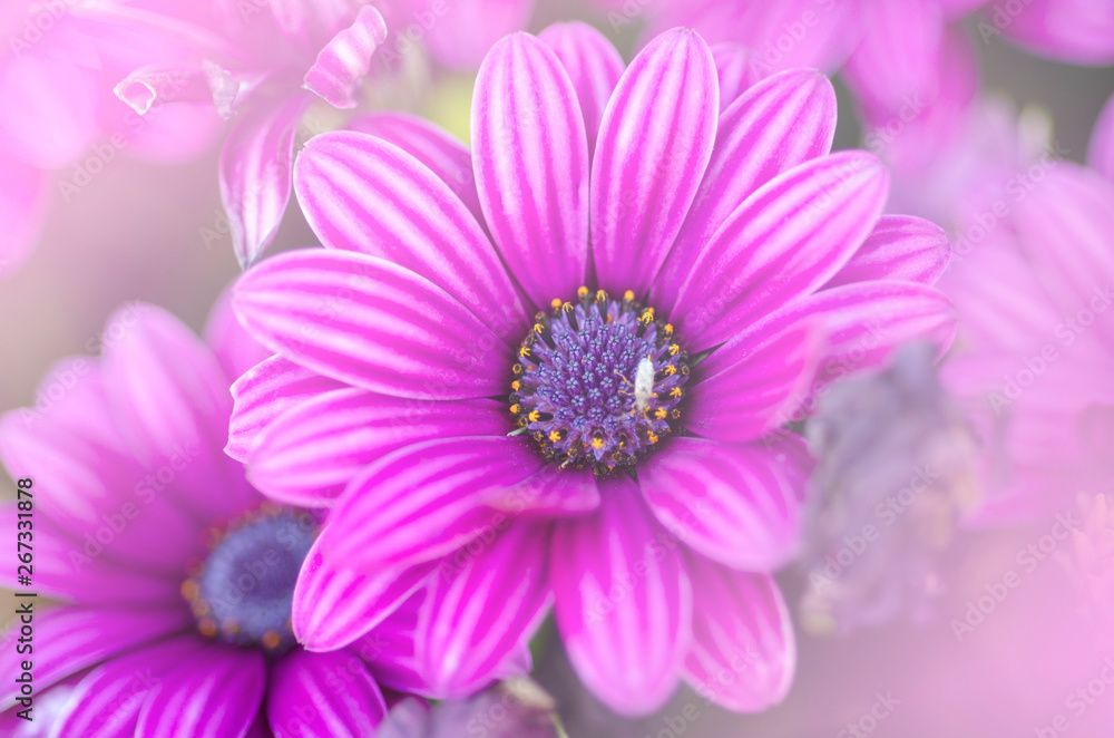 Purple chrysanthemum with blurred pattern background Purple chrysanthemum with blurred pattern background
